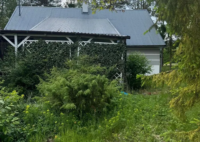 Bialy W Srodku Lasu *